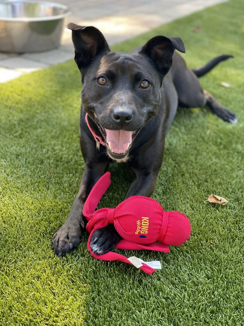 A young medium-sized female Black Pit Bull Terrier dog named Josie for adoption in Evans, GA