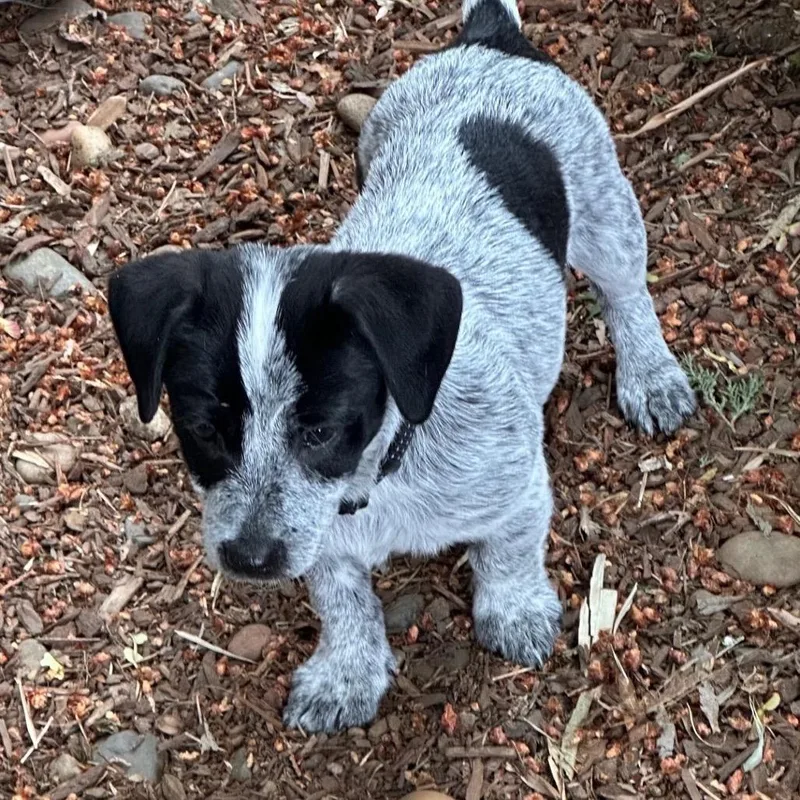 A baby medium-sized male Gray / Blue / Silver Cattle Dog dog named Quest for adoption in Portland, OR