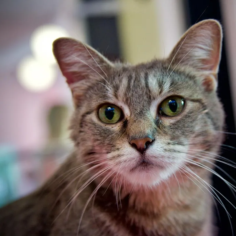 A young medium-sized female Gray / Blue / Silver Domestic Short Hair cat named Willow for adoption in Forest Park, IL
