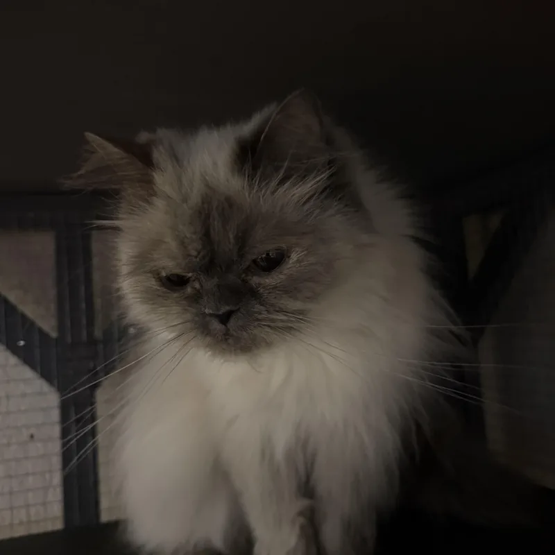 An adult medium-sized female Gray & White Himalayan cat named Dandelion for adoption in Mansfield, TX