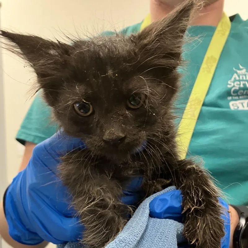 A baby small-sized male Black Domestic Short Hair cat named Thackery Binx for adoption in Las Cruces, NM