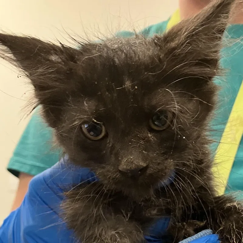 Thackery Binx thumbnail 2