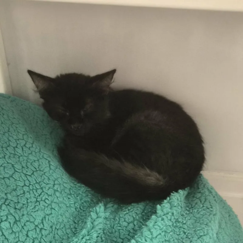 Thackery Binx thumbnail 3