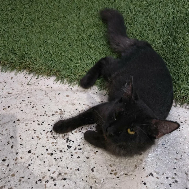 Thackery Binx thumbnail 4