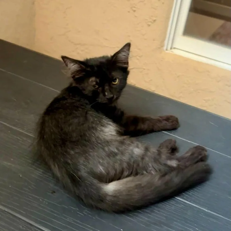 Thackery Binx thumbnail 5