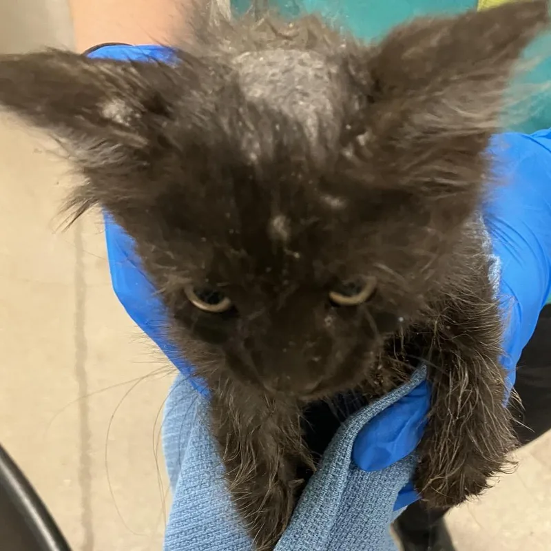 Thackery Binx thumbnail 6