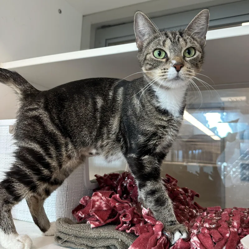 An adult medium-sized female Tabby (Brown / Chocolate) Domestic Short Hair cat named Sweater Weather for adoption in Manassas, VA