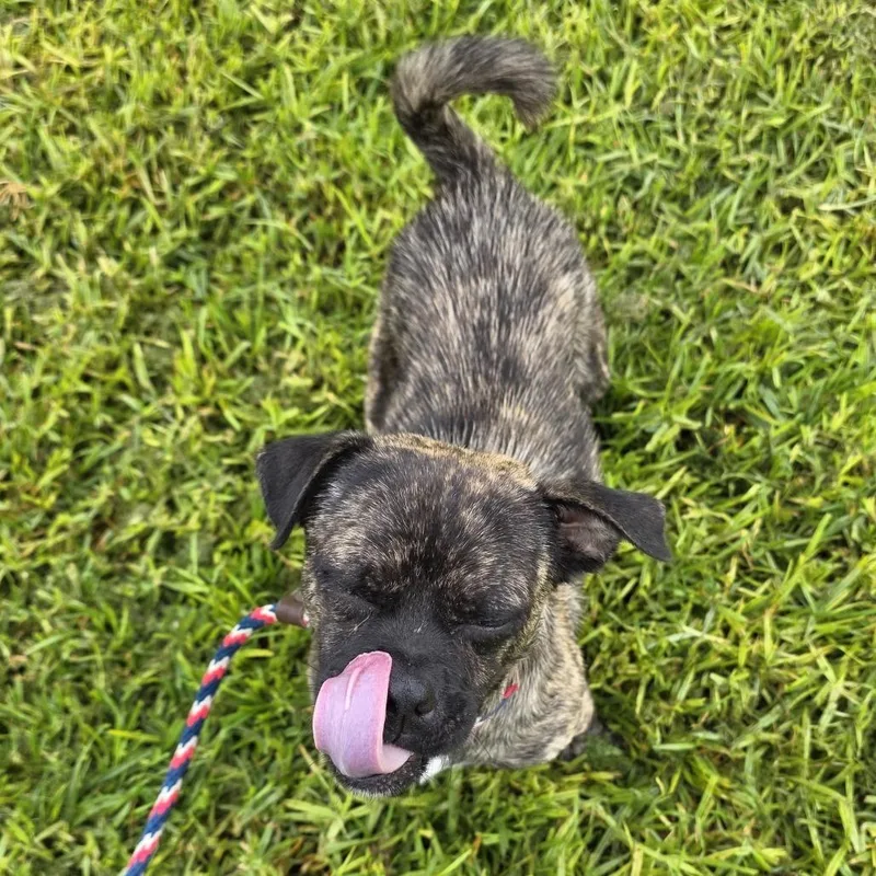 An adult small-sized male Black Pug dog named Frank for adoption in Santa Barbara, CA