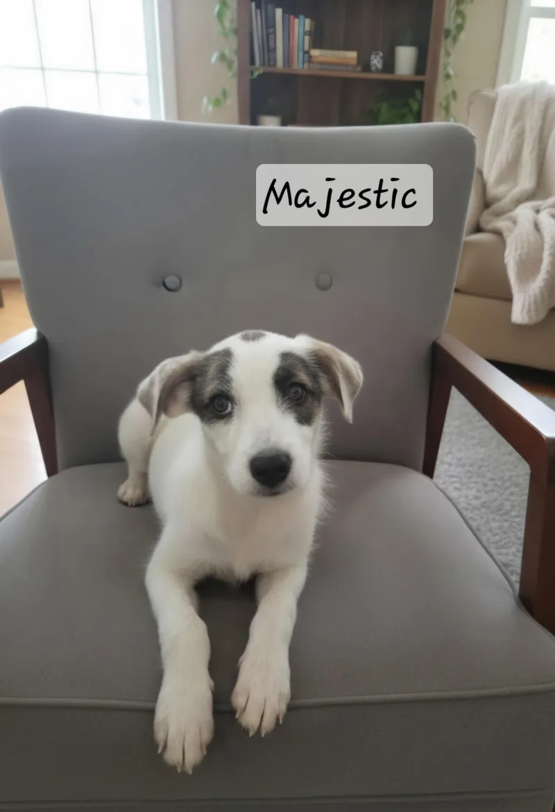A baby medium-sized female Irish Wolfhound dog named Majestic for adoption in Manchester, CT