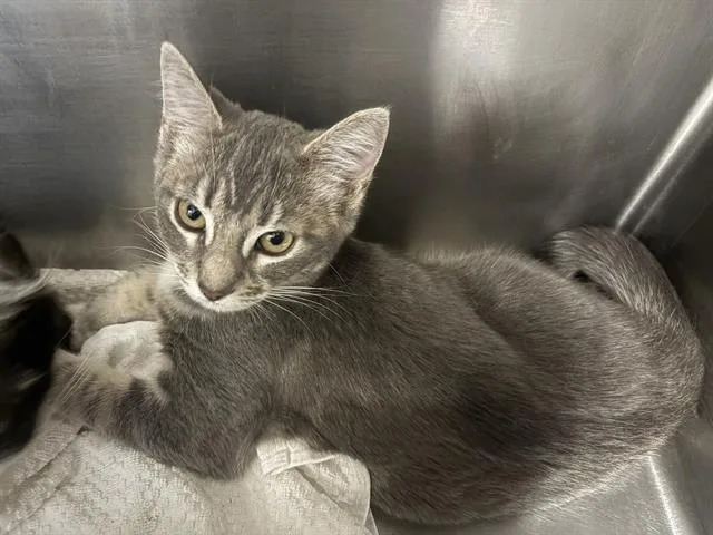 A young medium-sized female Domestic Short Hair cat named Sparks for adoption in Santa Cruz, CA