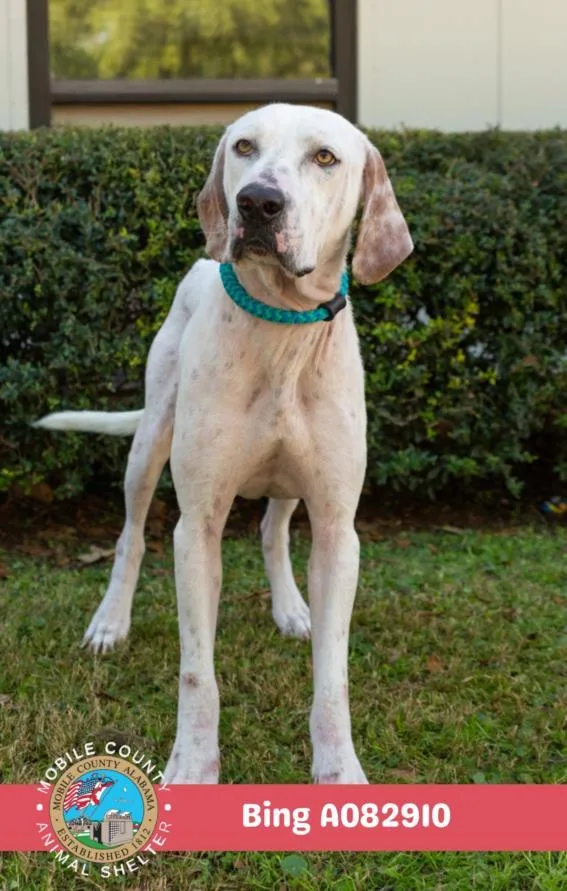 A young medium-sized male Labrador Retriever dog named Bing for adoption in Mobile, AL