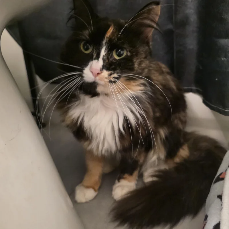 A young medium-sized female Calico Domestic Long Hair cat named Amber for adoption in Moriches, NY