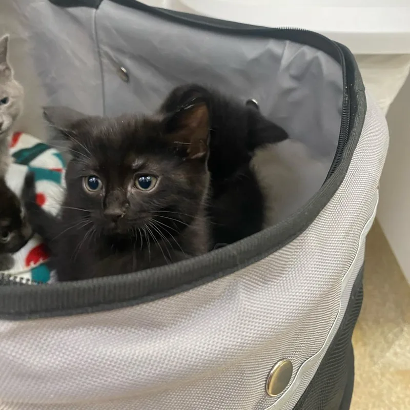 A baby small-sized female Black Domestic Short Hair cat named Eclipse for adoption in Deerfield, IL