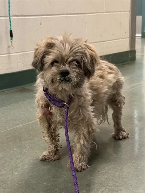 A senior small-sized female Shih Tzu dog named Martha for adoption in Santa Barbara, CA