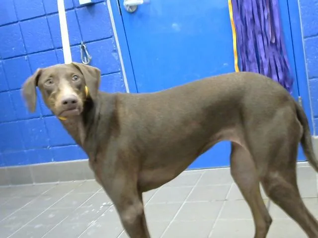 Dobby