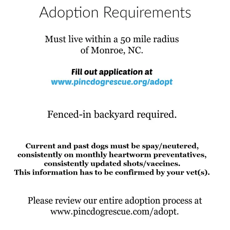An adult medium-sized female Tricolor (Brown, Black, & White) American Bulldog dog named Dottie for adoption in Charlotte, NC