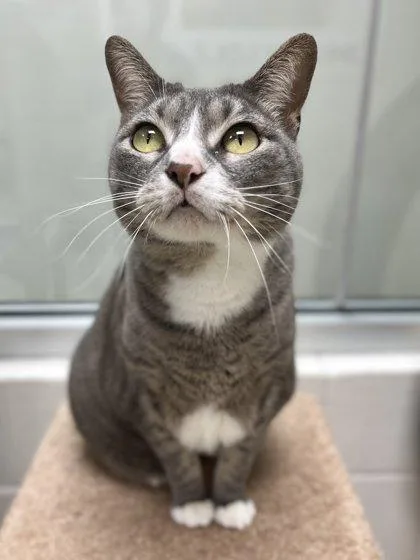 An adult large-sized female Domestic Short Hair cat named SweetiePie for adoption in Memphis, TN
