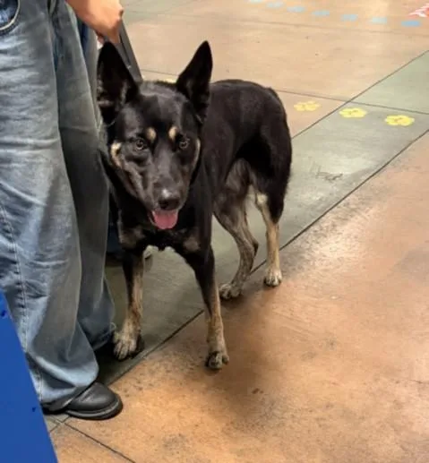 A young large-sized male German Shepherd Dog dog named Luke for adoption in Van Nuys, CA