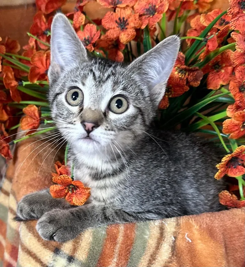 A baby small-sized female Domestic Short Hair cat named Kailani for adoption in Stillwater, OK