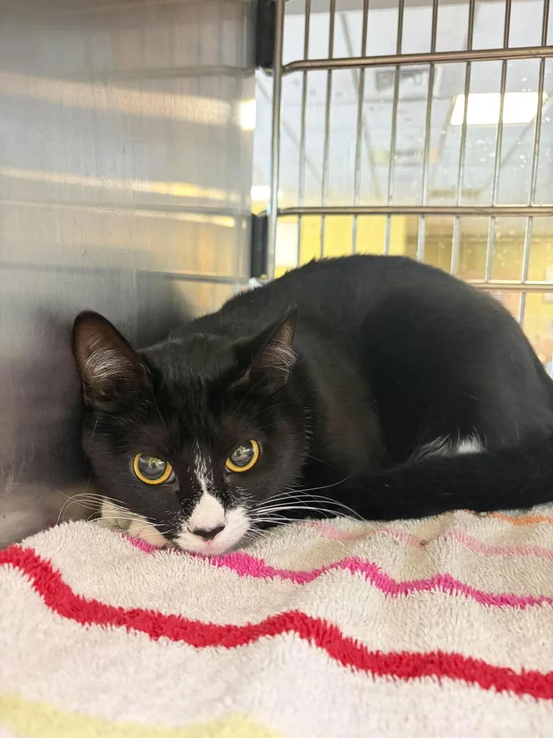 An adult medium-sized female Domestic Short Hair cat named Demi for adoption in Rockwall, TX
