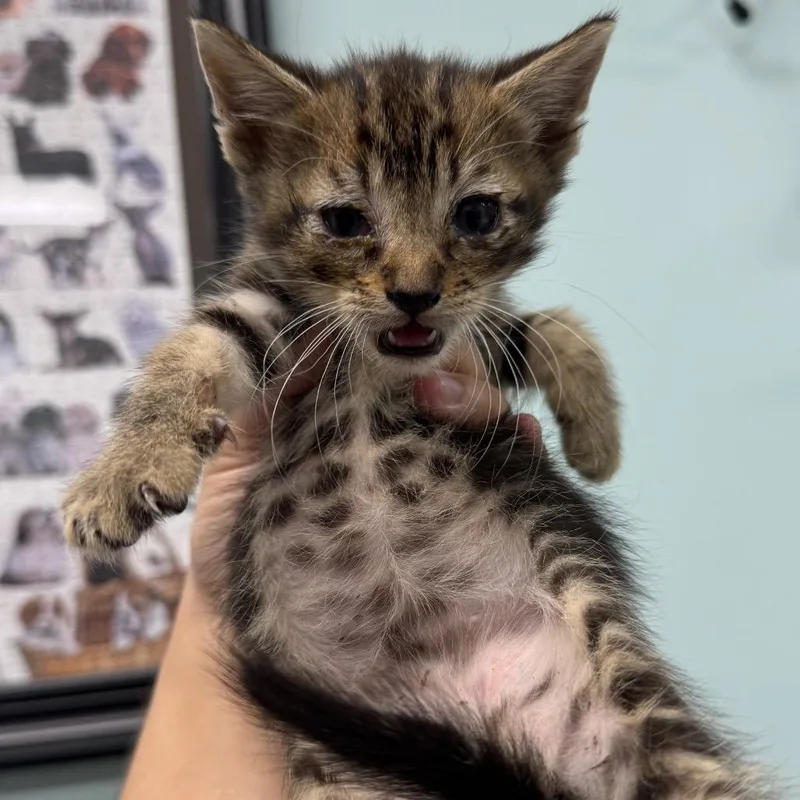 A baby small-sized male Brown / Chocolate Domestic Short Hair cat named Alex for adoption in Hamburg, NY