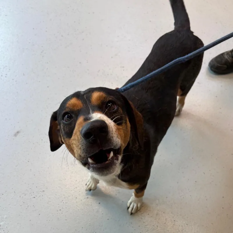 An adult medium-sized male Brown / Chocolate Mixed Breed dog named Isaac Stray Hold for adoption in Huntington, WV