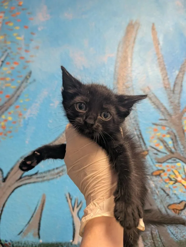 A baby medium-sized female Domestic Medium Hair cat named Nyx for adoption in New Braunfels, TX