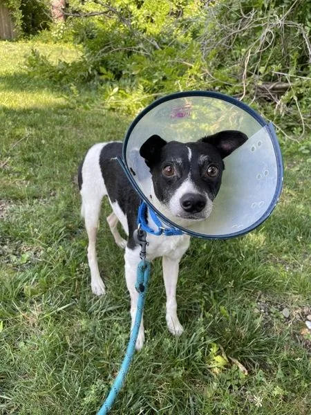An adult small-sized male Rat Terrier dog named Dice for adoption in Oakland, NJ