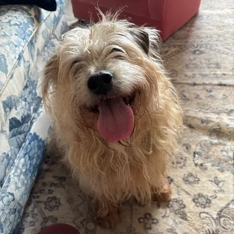 An adult medium-sized male Gray / Blue / Silver Terrier dog named Darwin for adoption in Dayton, OH