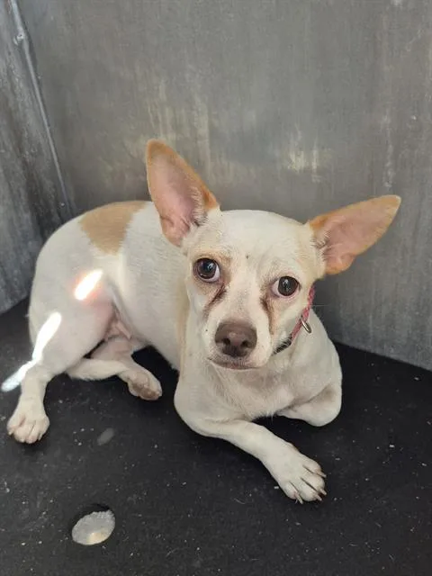 A young medium-sized female Chihuahua dog named Dora Donuts for adoption in San Antonio, TX