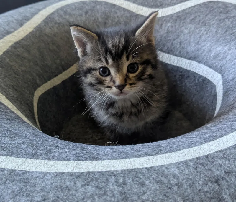 Bailey Ii