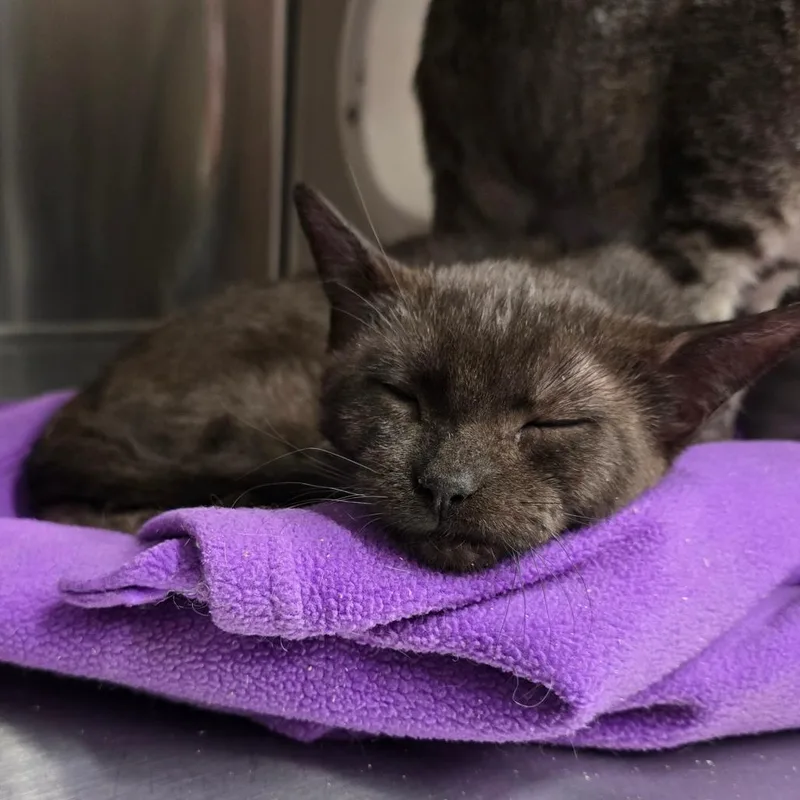 A baby small-sized male Brown / Chocolate Domestic Short Hair cat named Stratus for adoption in Spokane, WA