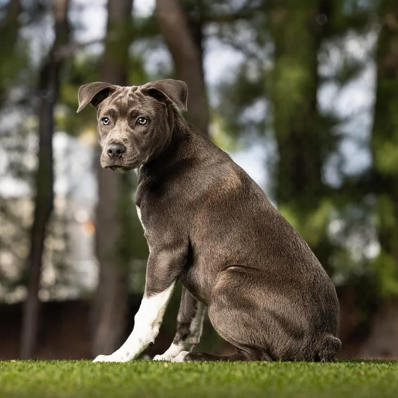A baby small-sized female Gray / Blue / Silver Mixed Breed dog named June for adoption in Jupiter, FL