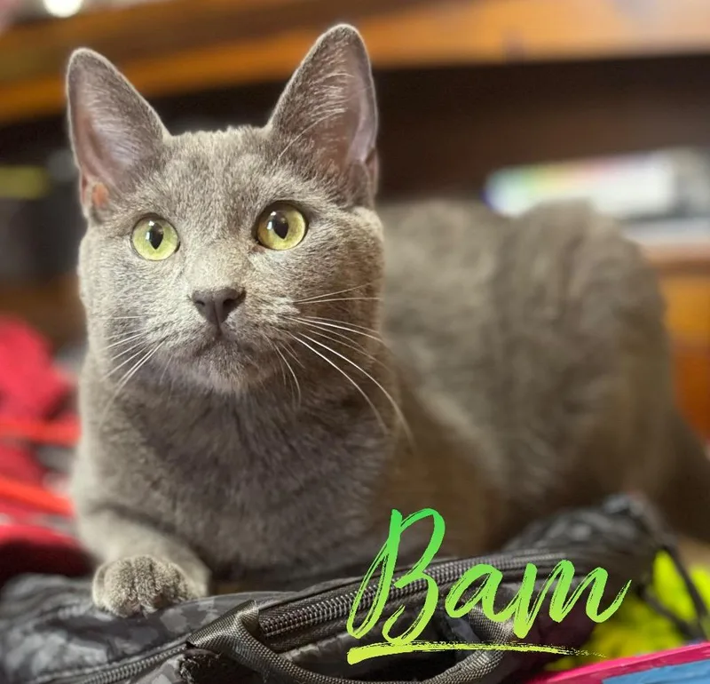 A young small-sized male American Shorthair cat named Bam M. for adoption in El Dorado, AR