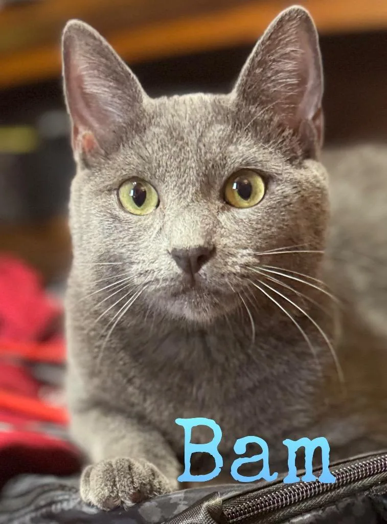 Bam M. thumbnail 3