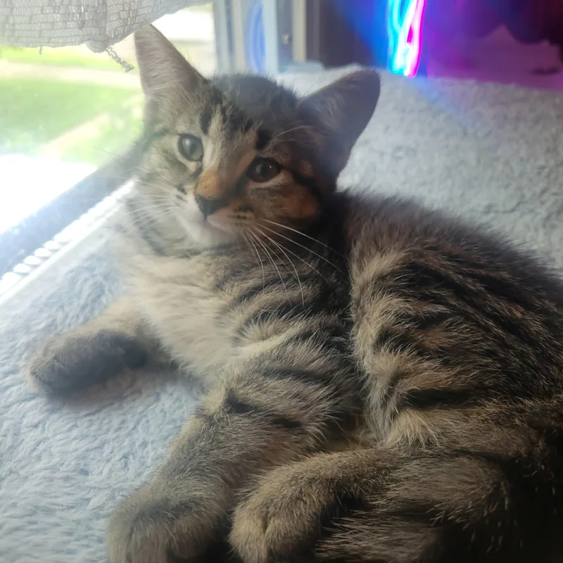 A baby medium-sized female Tabby (Gray / Blue / Silver) Domestic Short Hair cat named Spring for adoption in Garden City, MI