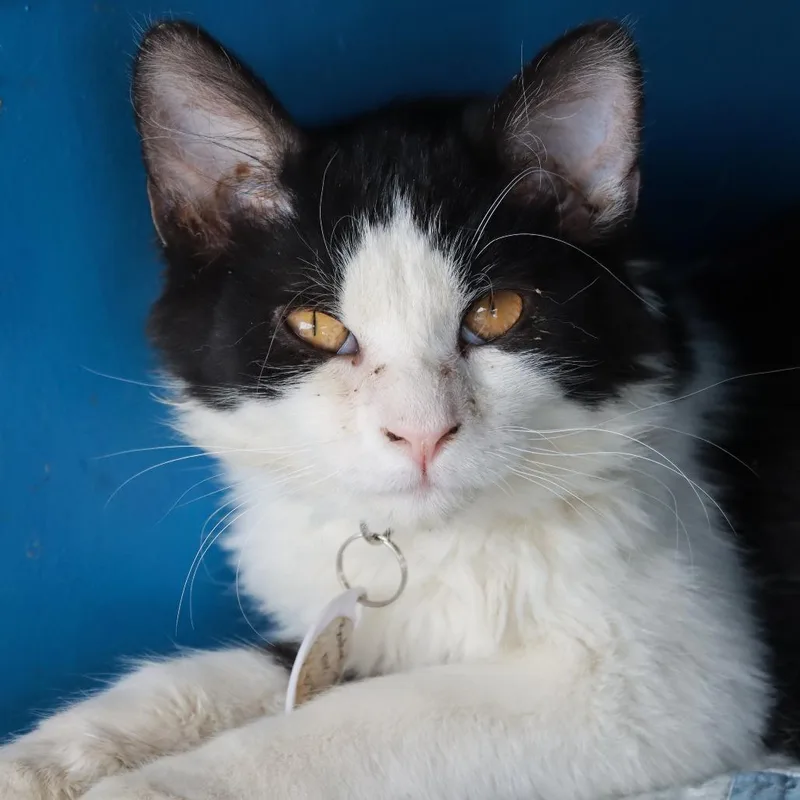 A young small-sized male White Domestic Medium Hair cat named Beaufire for adoption in Tucson, AZ