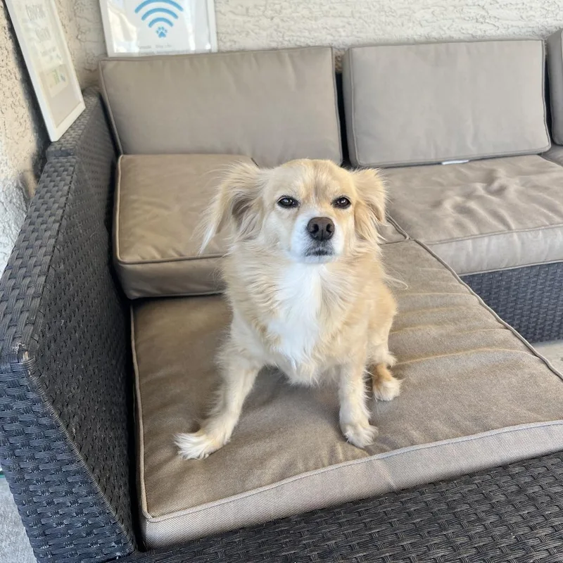 Princess thumbnail 5