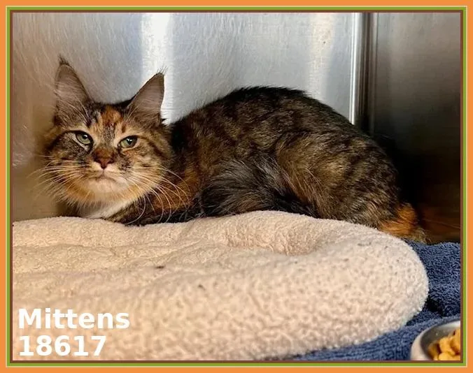 Mittens
