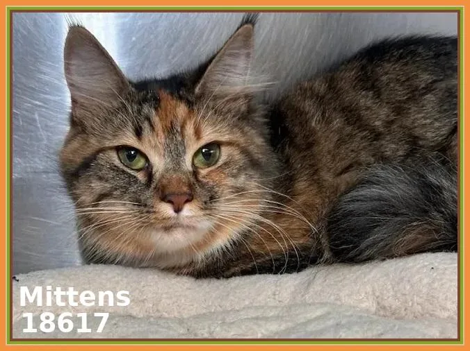 Mittens thumbnail 2