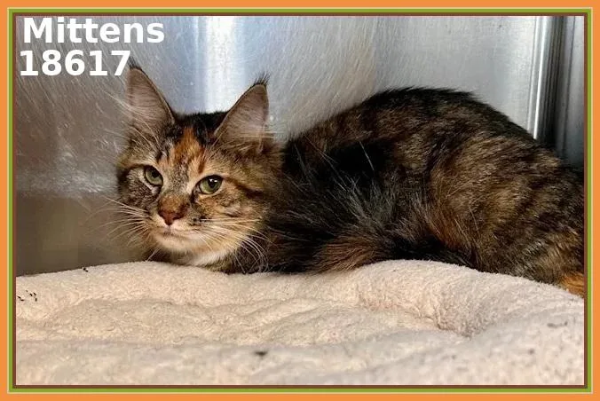Mittens thumbnail 3