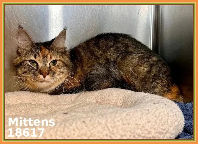 Mittens thumbnail 5