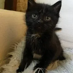 A baby small-sized female Black Domestic Short Hair cat named Josie for adoption in Madison, WI