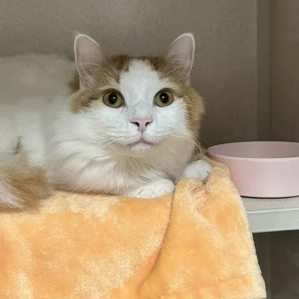 A young medium-sized male Domestic Long Hair cat named Miles & Mila Bonded for adoption in East Brookfield, MA