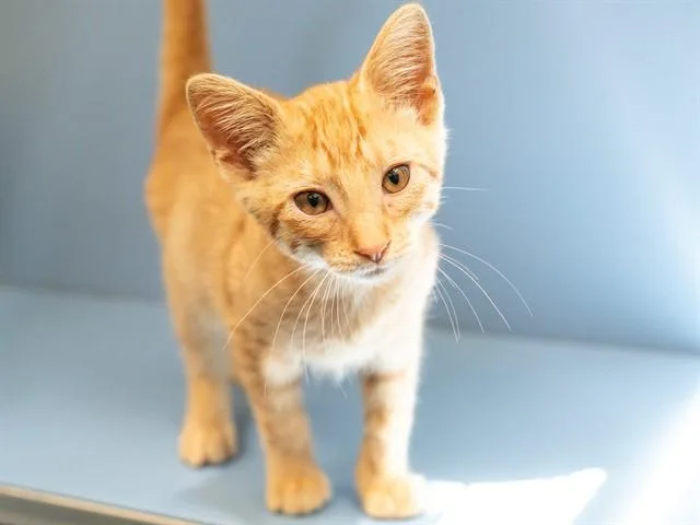 A baby small-sized male Domestic Short Hair cat named Wheezy for adoption in Martinez, CA