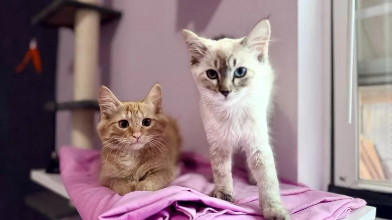 A baby medium-sized female Domestic Short Hair cat named Luna for adoption in Gillette, WY
