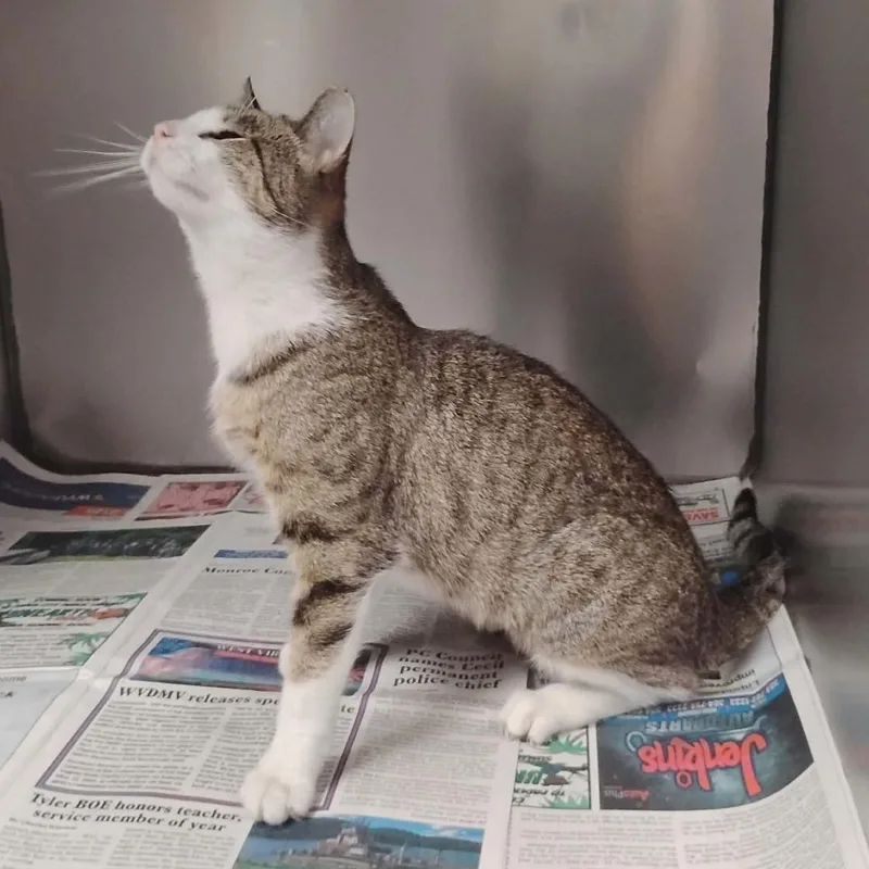 An adult small-sized female Gray / Blue / Silver Domestic Short Hair cat named Rose for adoption in Washington, DC