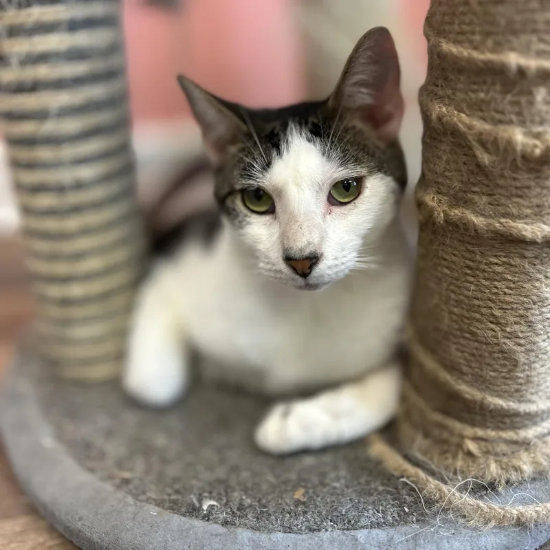 An adult small-sized male White Domestic Short Hair cat named Kit Kat for adoption in Philadelphia, PA