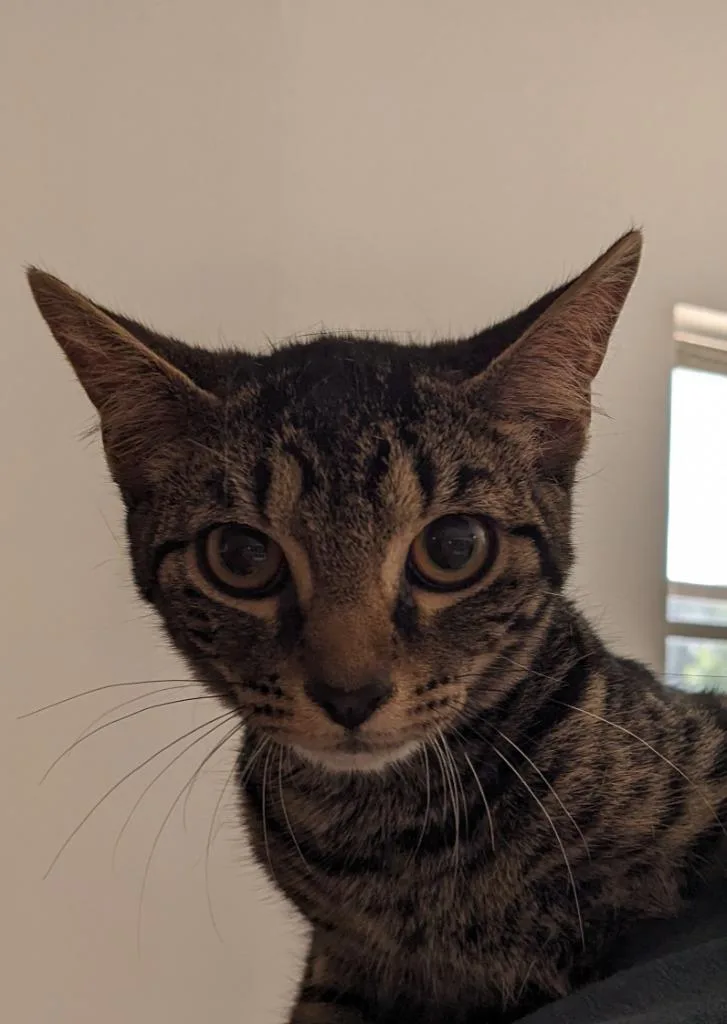 An adult medium-sized male Domestic Short Hair cat named Benji for adoption in St. Augustine, FL