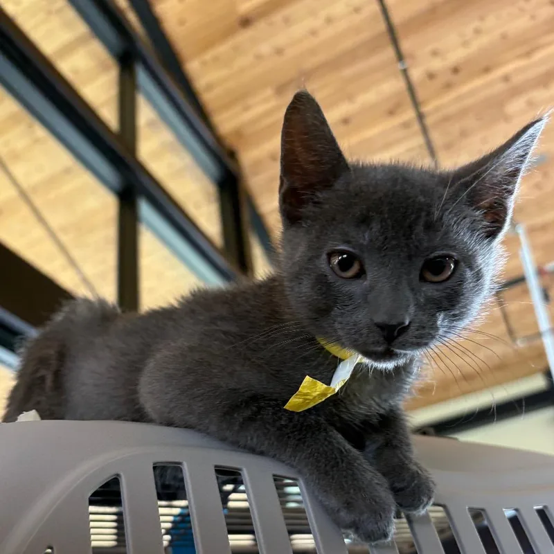 A baby small-sized male Gray / Blue / Silver Domestic Short Hair cat named Mufasa for adoption in Leander, TX
